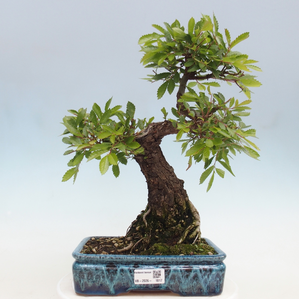 Bonsaï d'extérieur - Zelkova - Zelkova NIRE