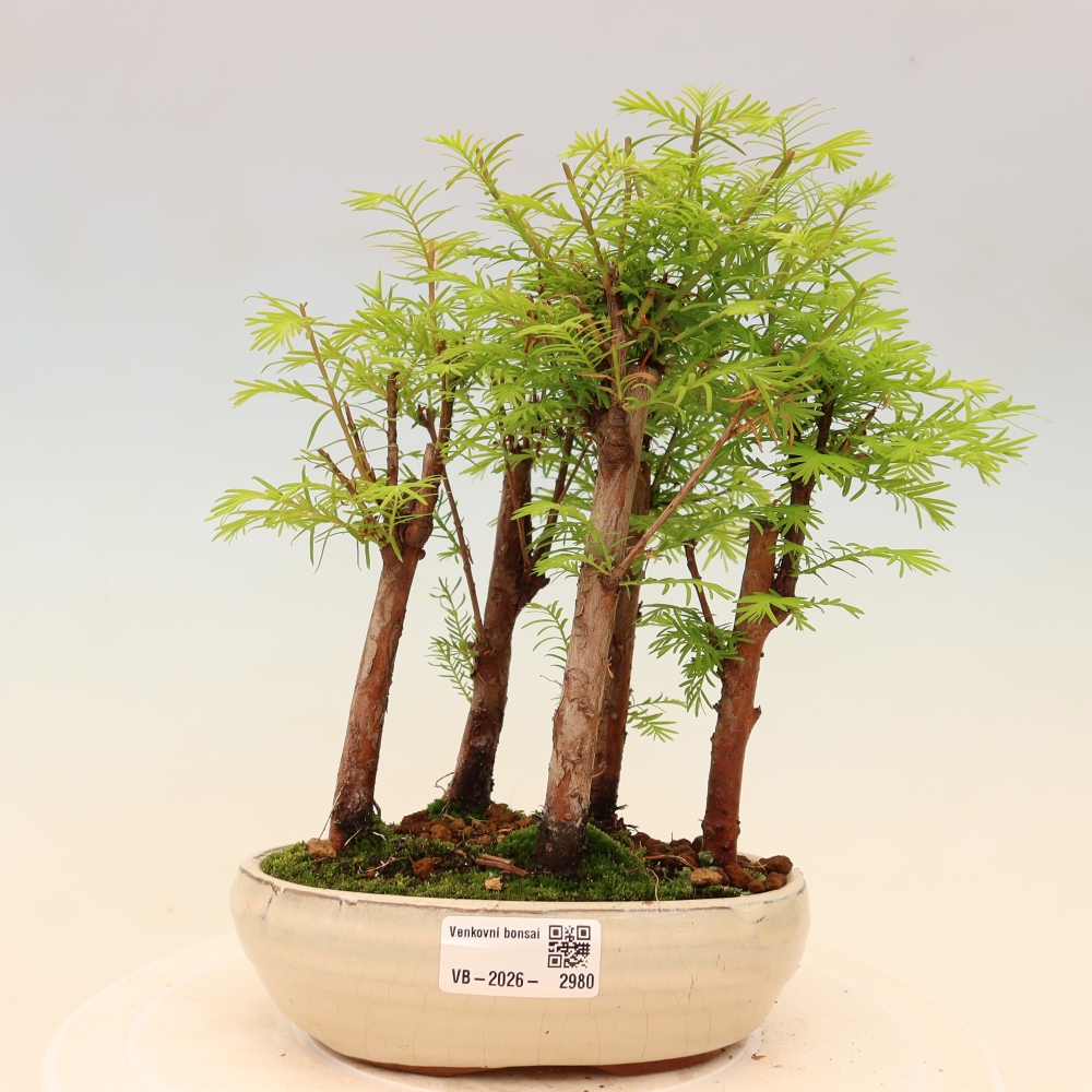 Bonsaï d'extérieur - Metasequoia glyptostroboides - Métaséquoia de Chine - petit bosquet