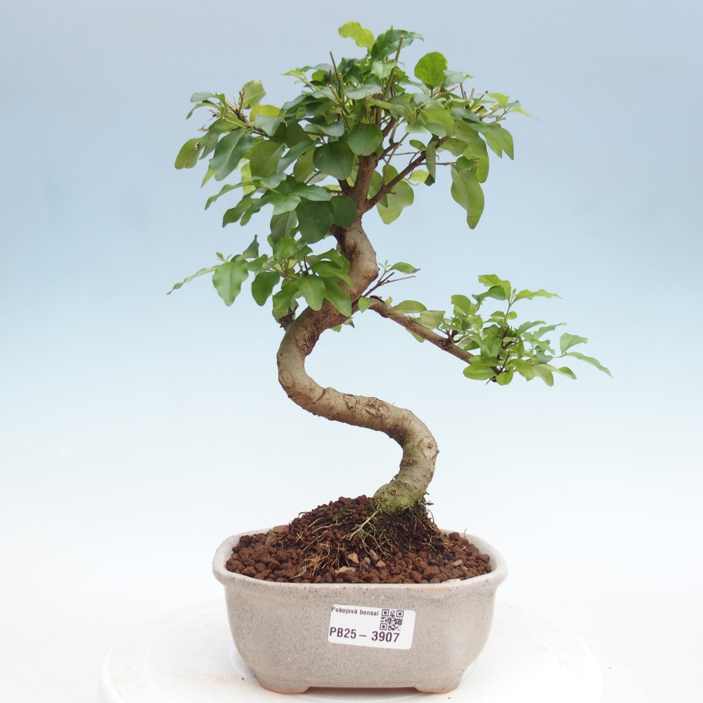 Bonsaï de chambre -Ligustrum chinensis - Bec d'oiseau