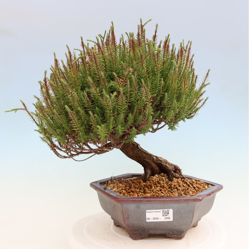 Bonsaï d'extérieur - Cryptomeria - Cryptomérie
