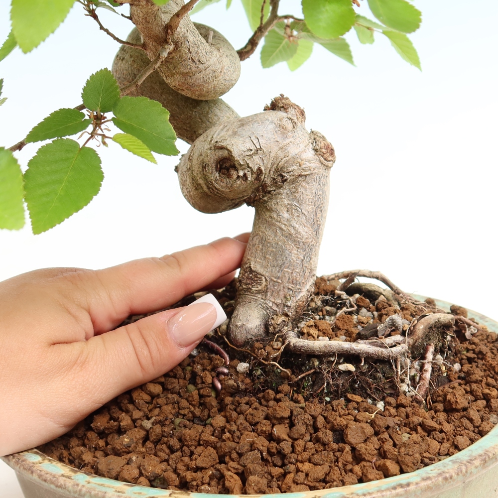 Bonsaï d'extérieur -Carpinus Coreana - Charme de Corée