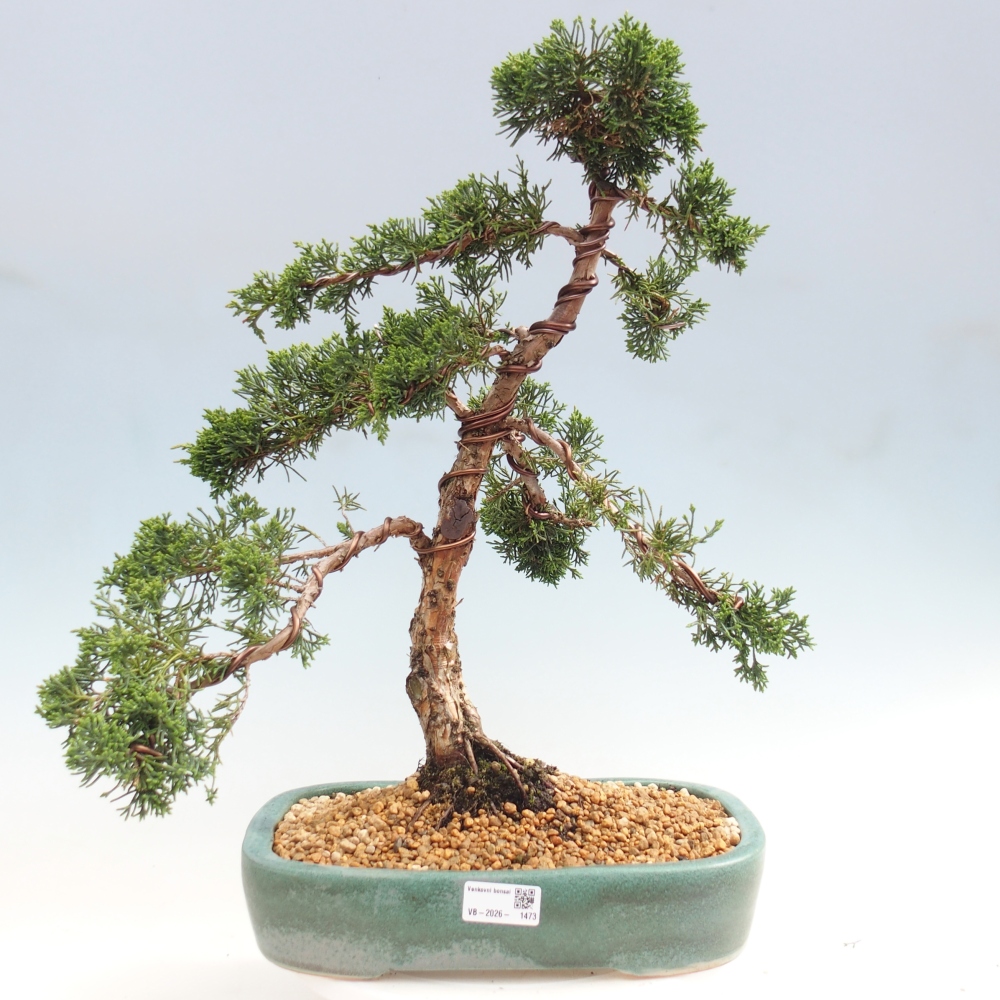 Bonsaï d'extérieur - Juniperus chinensis Kishu