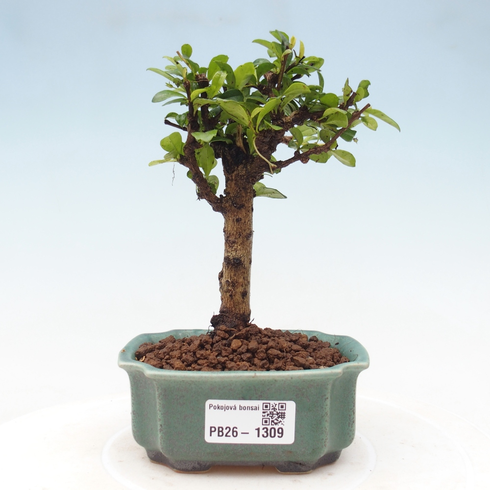 Bonsaï de chambre - Carmona macrophylla - Tea fuki