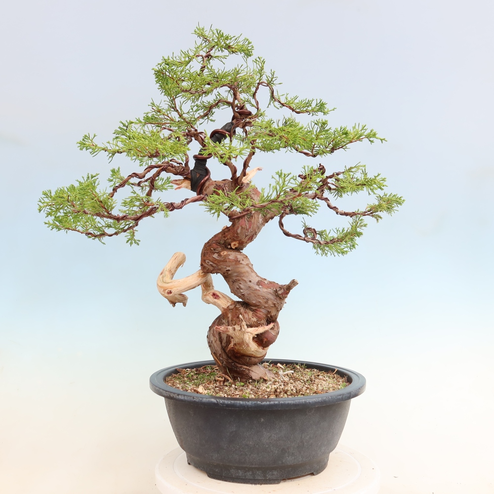 Bonsaï d'extérieur - Juniperus chinensis Itoigawa-Juniperus chinensis