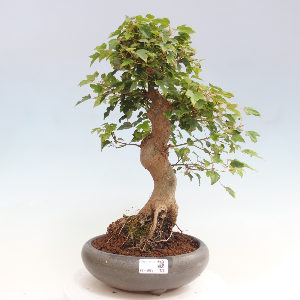 Bonsaï d'extérieur - Acer Buergerianum - Burger Maple