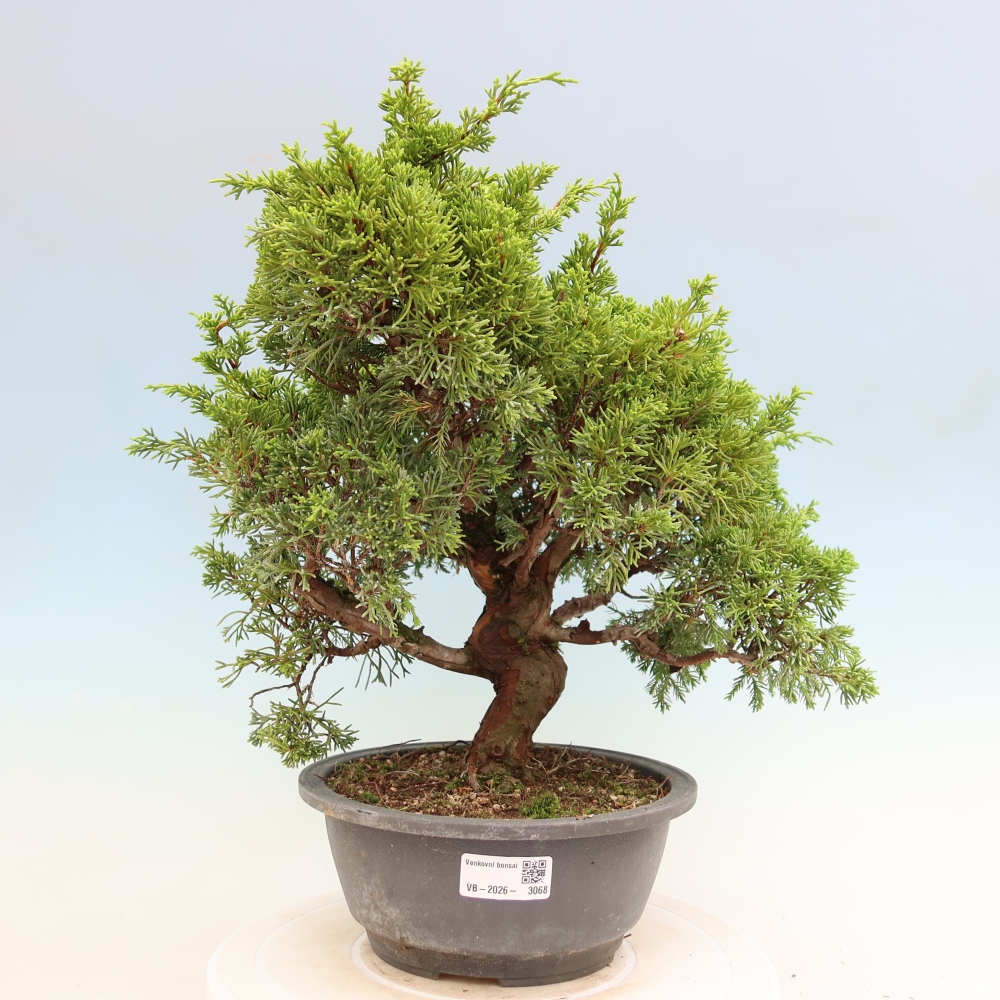 Bonsaï d'extérieur - Juniperus chinensis Itoigawa-Juniperus chinensis