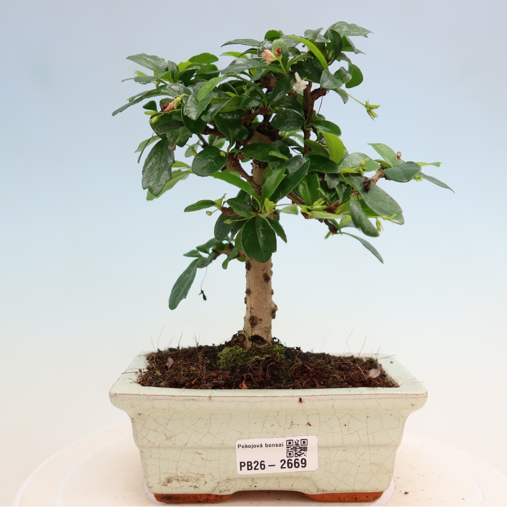 Bonsaï de chambre - Carmona macrophylla - Tea fuki