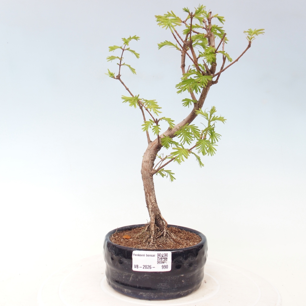 Bonsaï d'extérieur - Metasequoia glyptostroboides - Metasequoia chinois