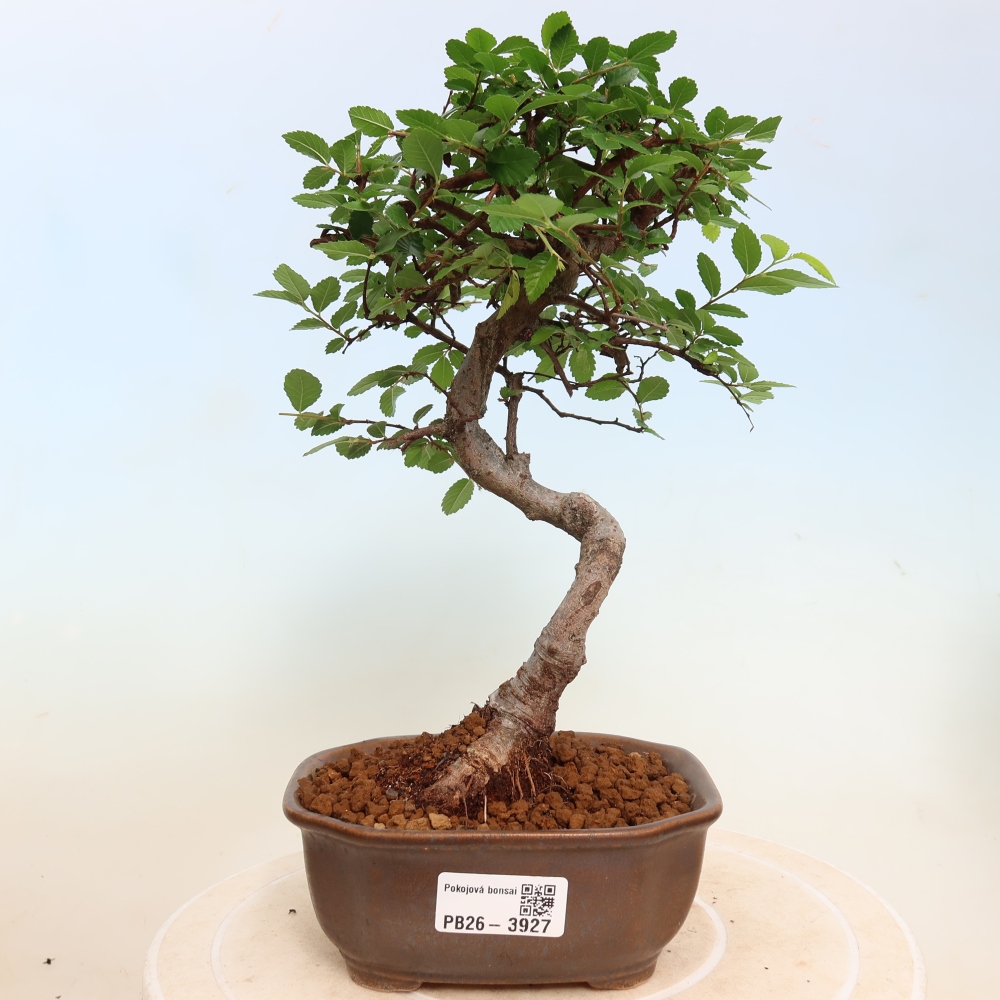 Bonsaï de chambre - Ulmus parvifolia - Orme à petites feuilles