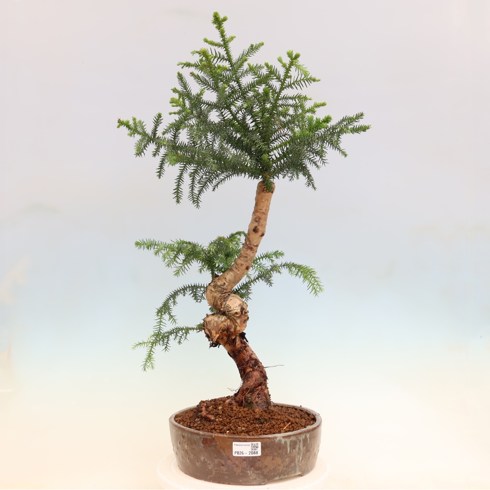 Bonsaï de chambre - Araucaria - épicéa de chambre