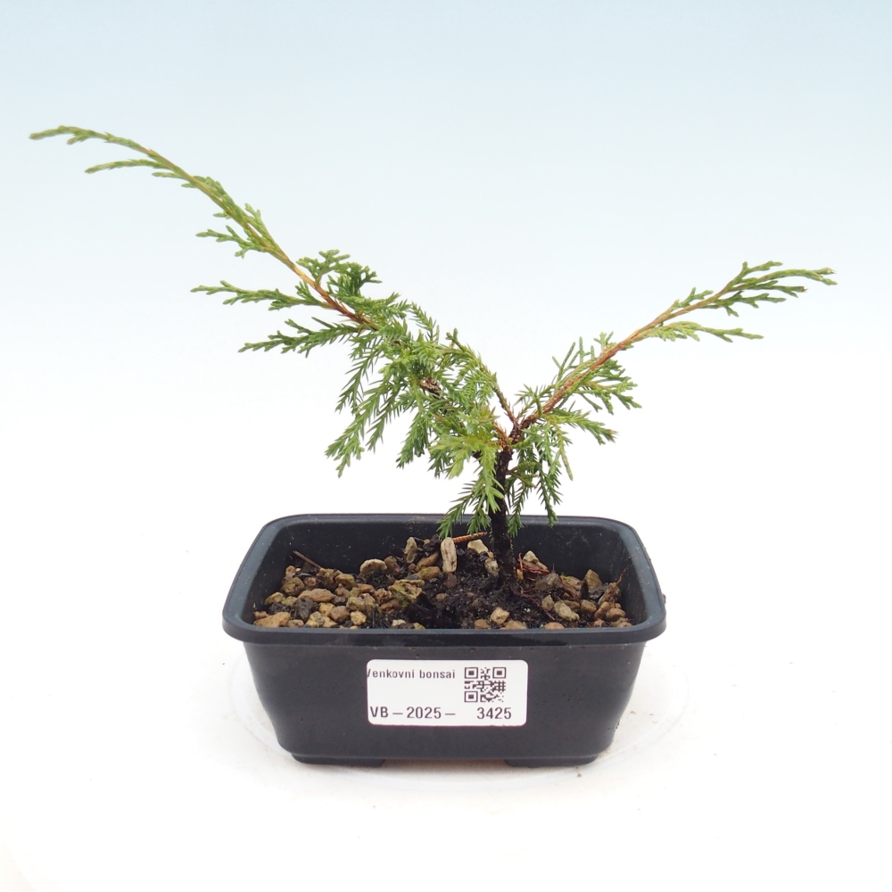 Bonsaï d'extérieur - Juniperus chinensis Itoigawa