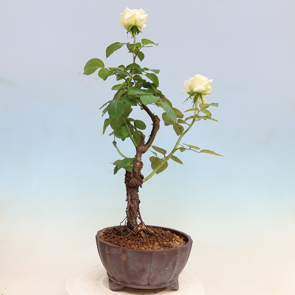 Bonsaï d'extérieur - Rosa Kordes - rose