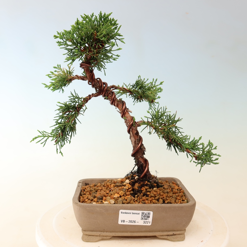 Bonsaï d'extérieur - Juniperus chinensis Kishu