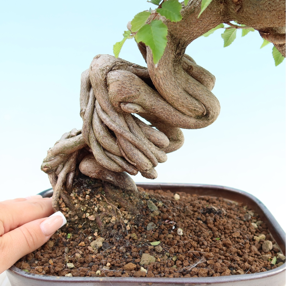 Bonsaï d'extérieur -Carpinus Coreana - Charme de Corée