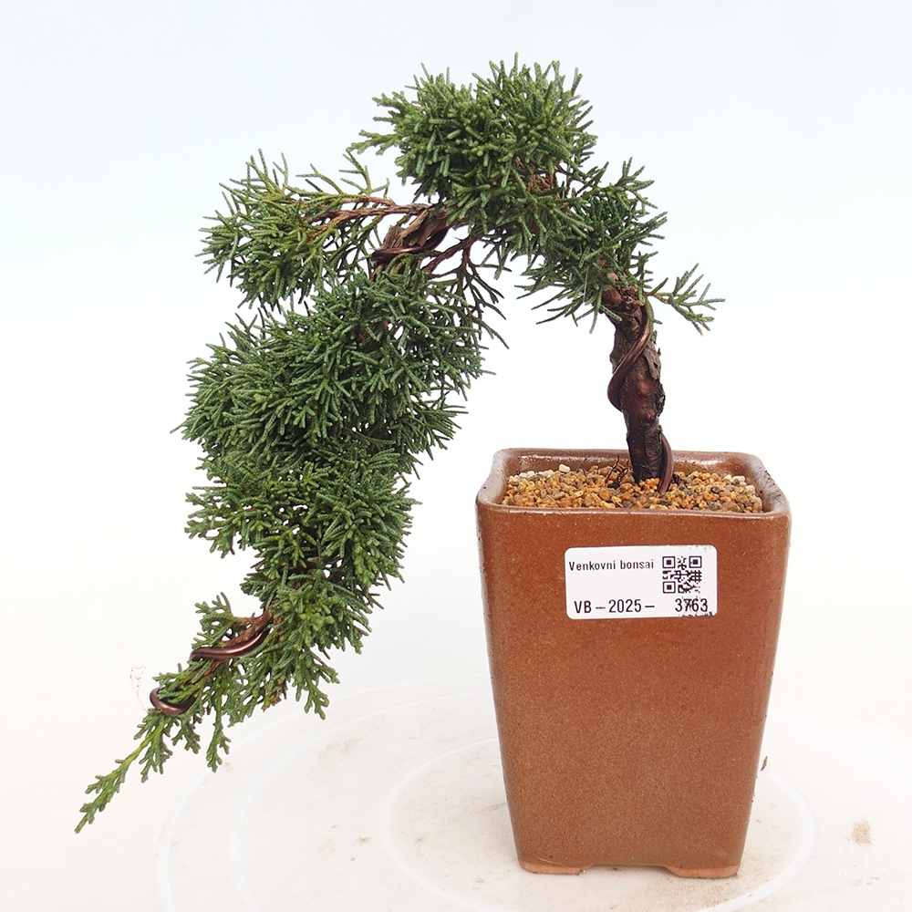 Bonsaï d'extérieur - Juniperus chinensis Kishu
