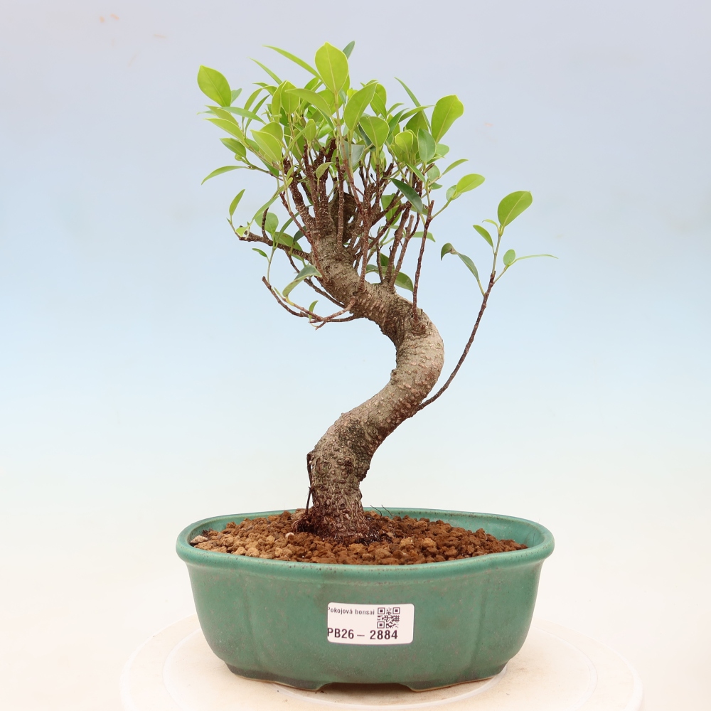 Salle bonsaï - Ficus kimmen - ficus à petites feuilles