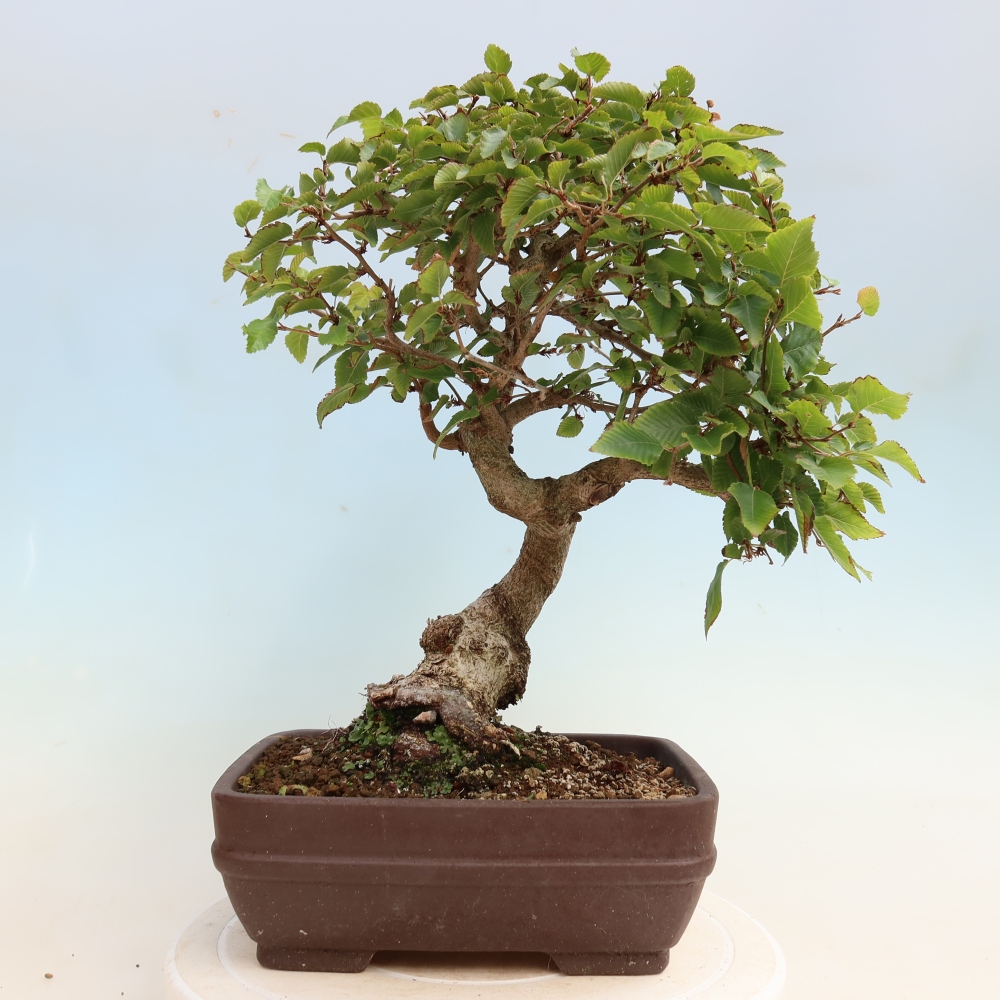 Bonsaï d'extérieur -Carpinus CARPINOIDES - Charme de Corée