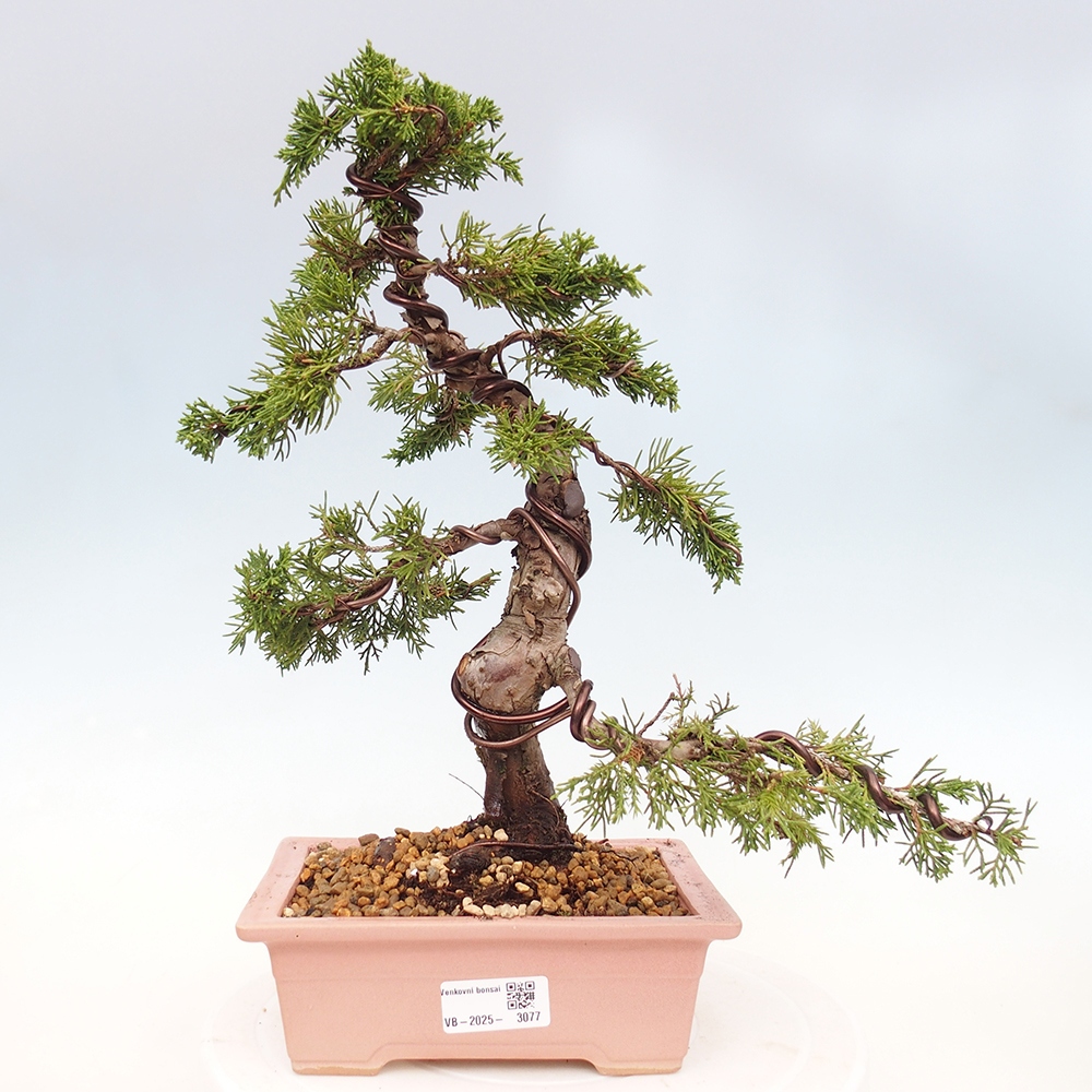 Bonsaï d'extérieur - Juniperus chinensis Itoigawa