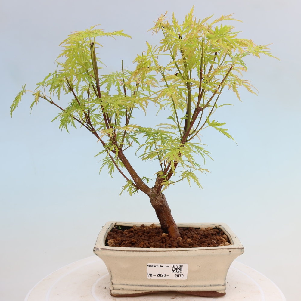 Bonsaï d'extérieur - Acer palmatum Dissectum