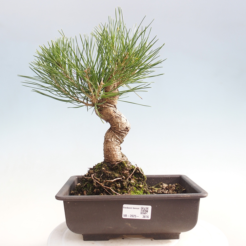 Bonsaï d'extérieur - Pinus thunbergii - Pin de Thunberg