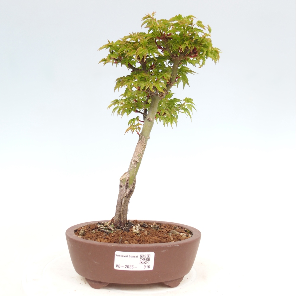 Bonsaï d'extérieur -Javor palm Acer palmatum Shishigashira