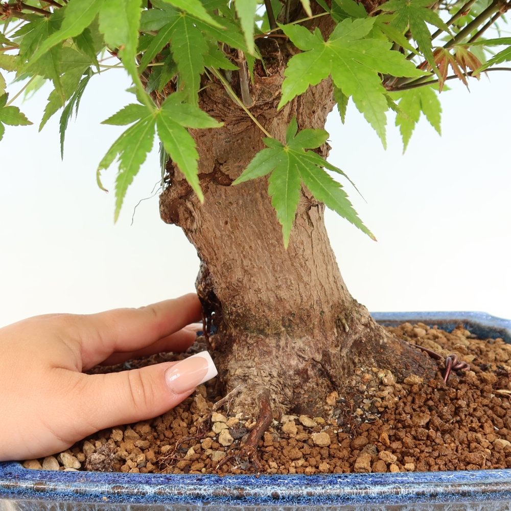 Bonsaï d'extérieur - Maple Burger - Acer Burgerianum