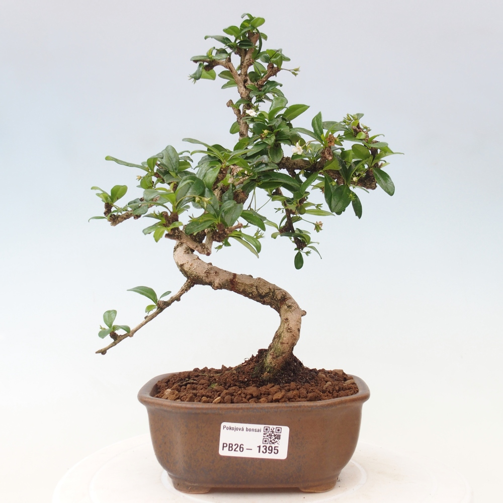 Bonsaï de chambre - Carmona macrophylla - Tea fuki