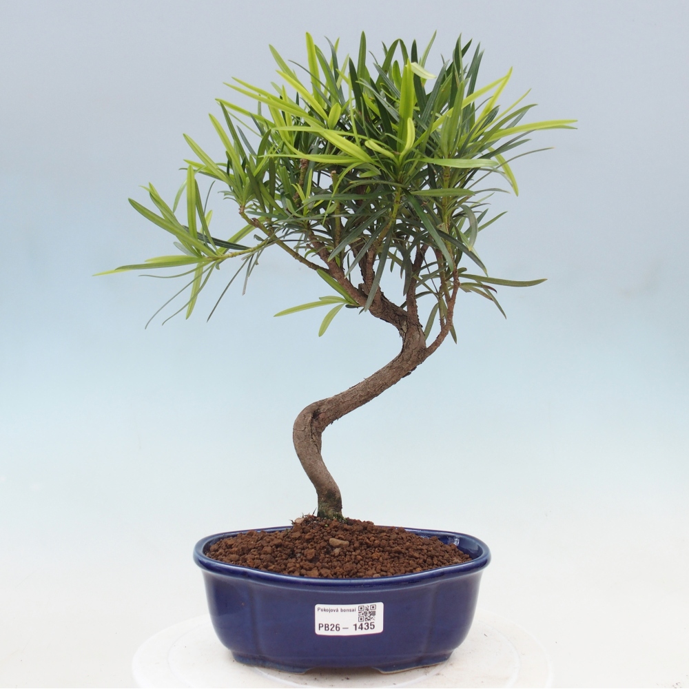 Salle bonsaï - Podocarpus - If en pierre