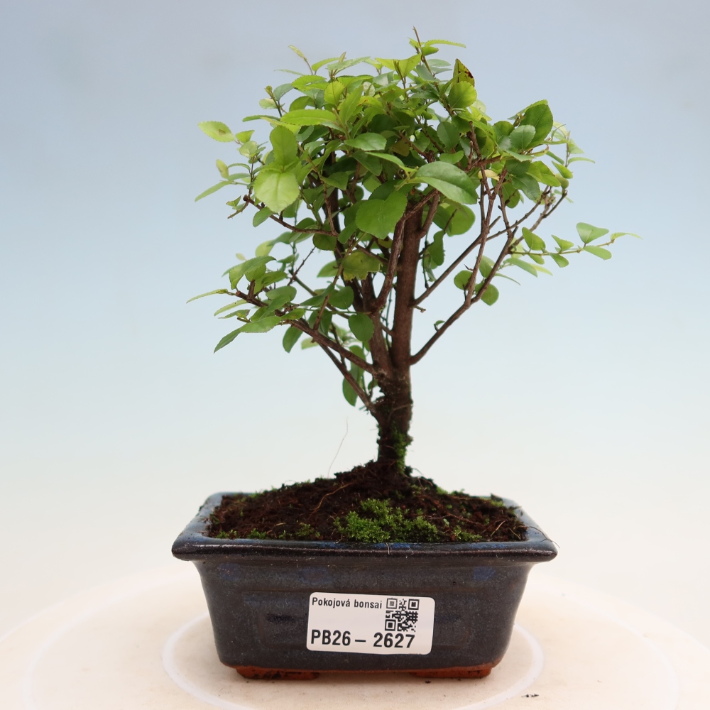 Bonsaï de chambre - Sageretia thea - Sageretia thea