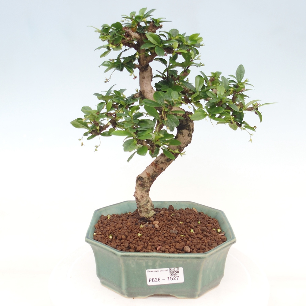 Bonsaï de chambre - Carmona macrophylla - Tea fuki