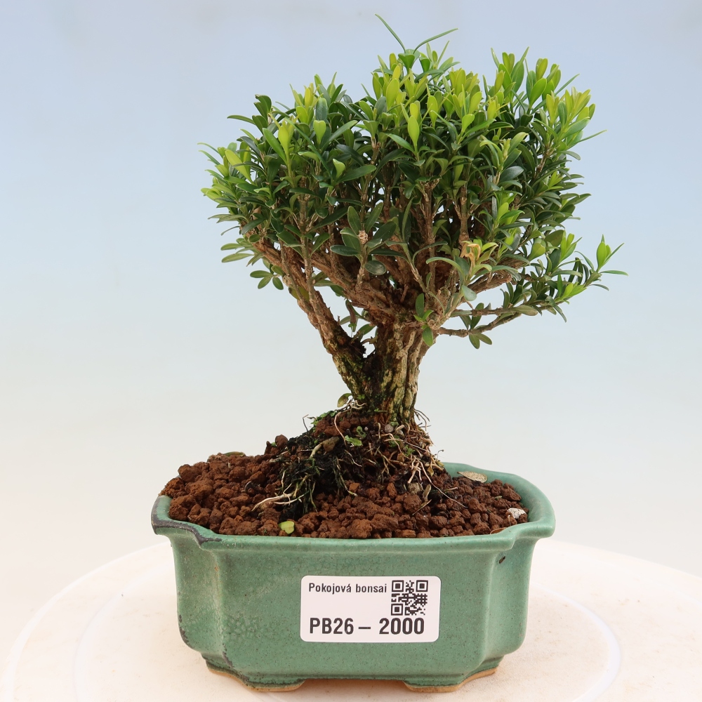 Bonsaï de chambre - Buxus harlandii - buxus liège