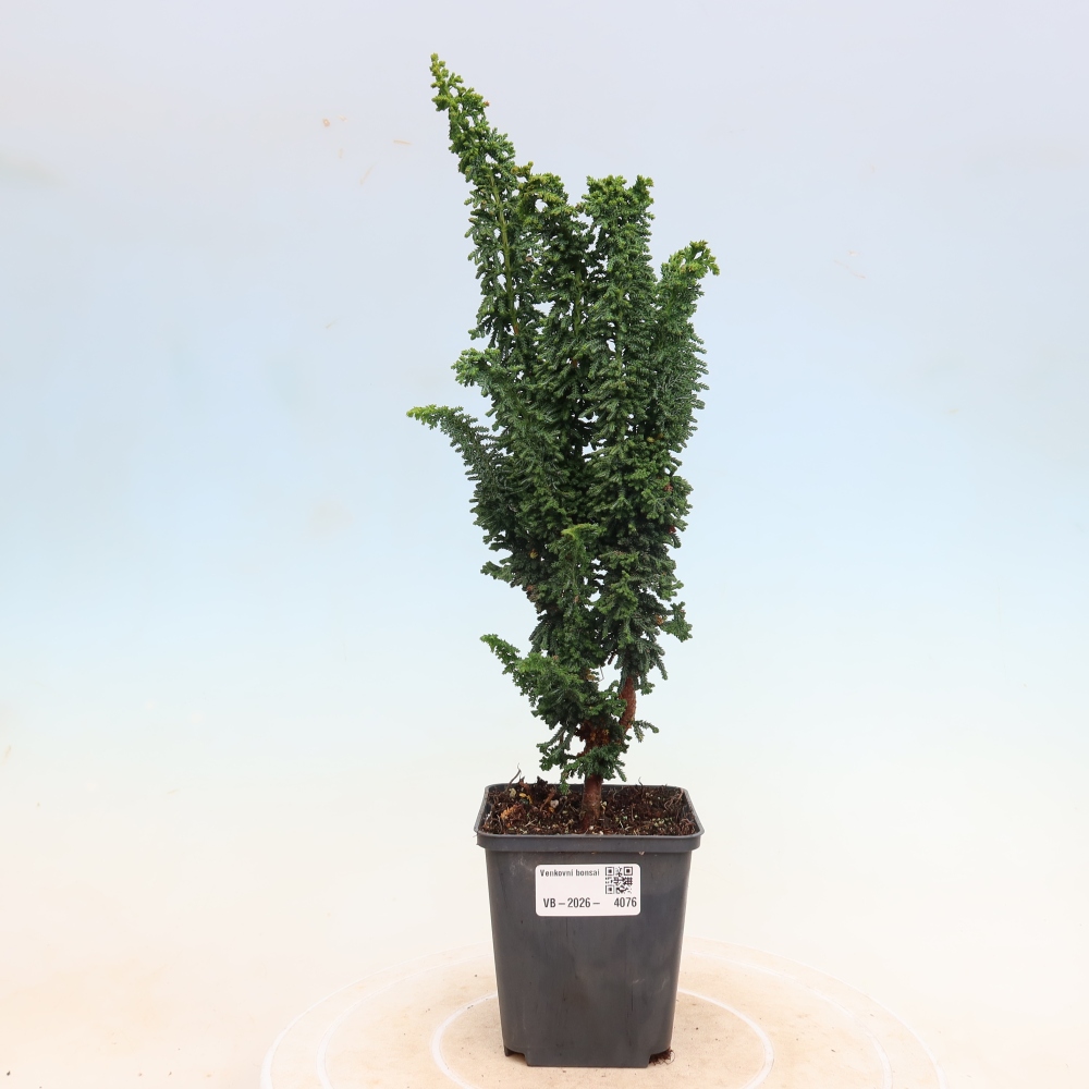 Bonsaï d'extérieur - Cham. obtusa SEKKA HINOKI - Cyprès