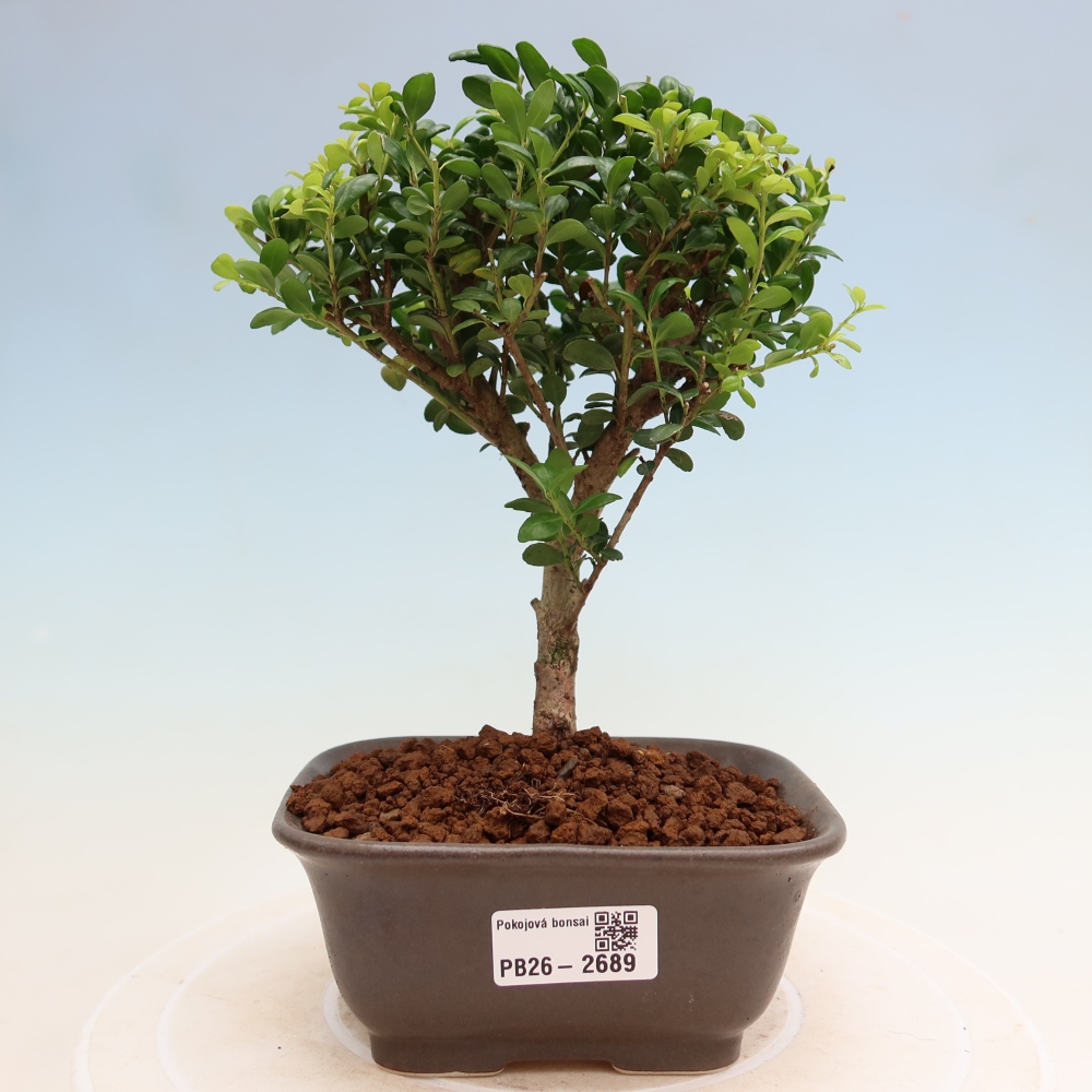 Bonsaï de chambre - Ilex crenata - Houx