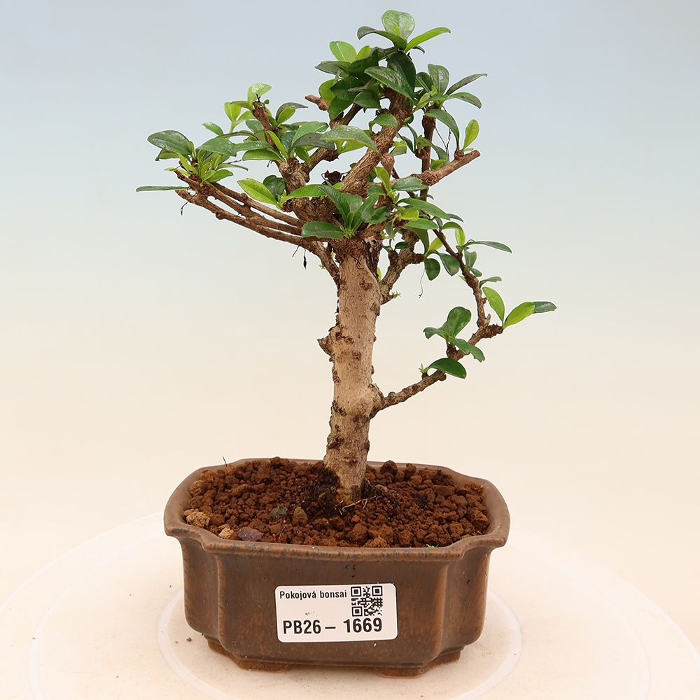 Bonsaï de chambre - Carmona macrophylla - Tea fuki