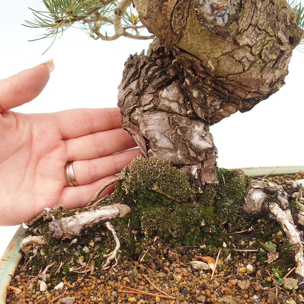 Bonsaï d'extérieur - Pinus parviflora - Pinus parviflora