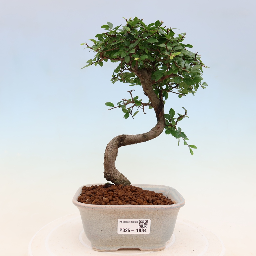 Bonsaï de chambre - Ulmus parvifolia - Orme à petites feuilles