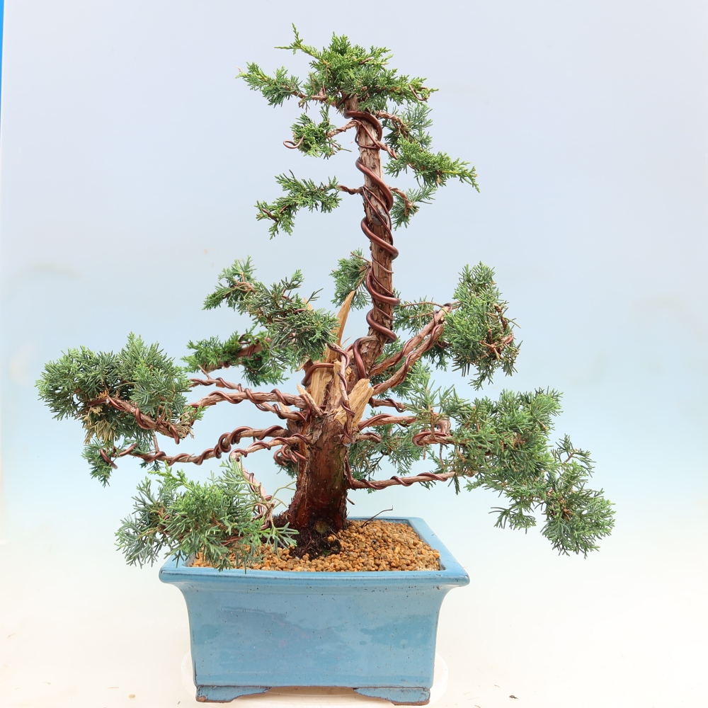 Bonsaï d'extérieur - Juniperus chinensis Kishu