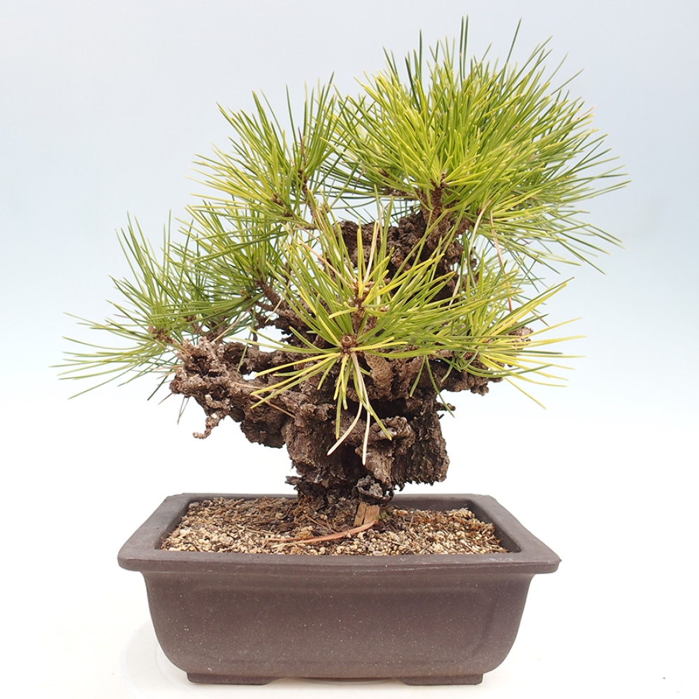 Bonsaï d'extérieur - Pinus thunbergii - Pin de Thunberg
