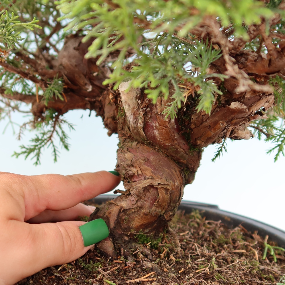 Bonsaï d'extérieur - Juniperus chinensis Itoigawa-Juniperus chinensis