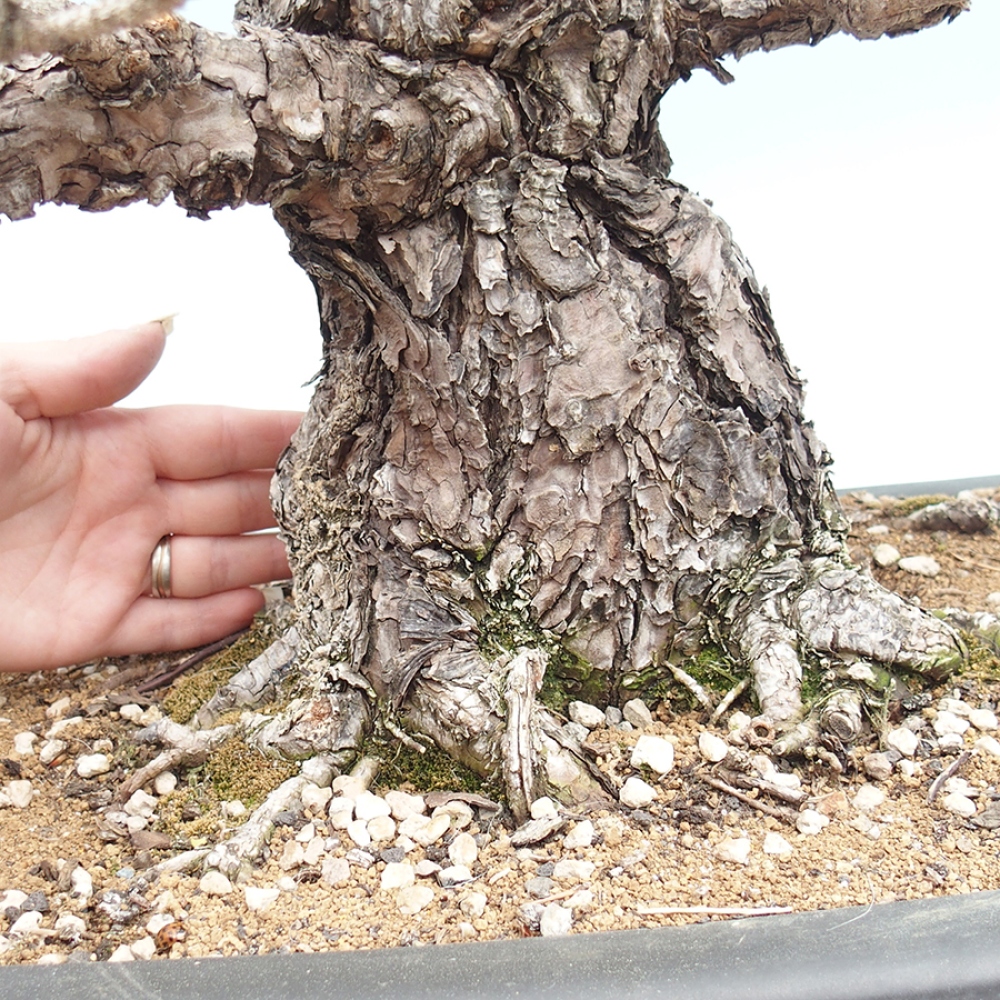 Bonsaï d'extérieur - Pinus thunbergii - Pin de Thunberg