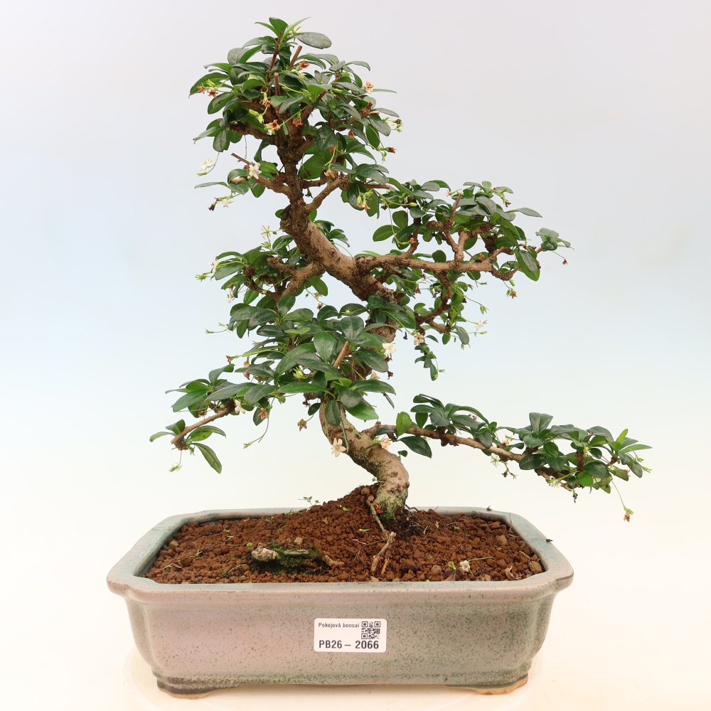Bonsaï de chambre - Carmona macrophylla - Tea fuki