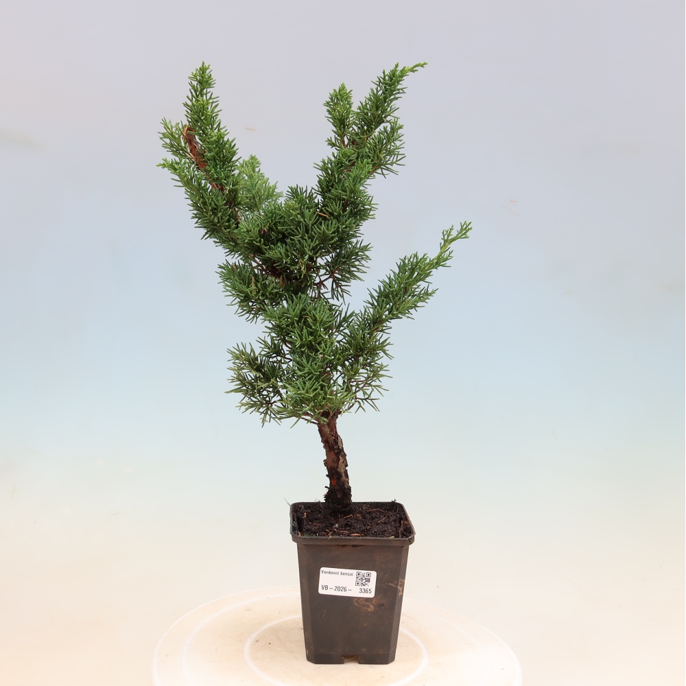 Bonsaï d'extérieur - Juniperus chinensis Kishu