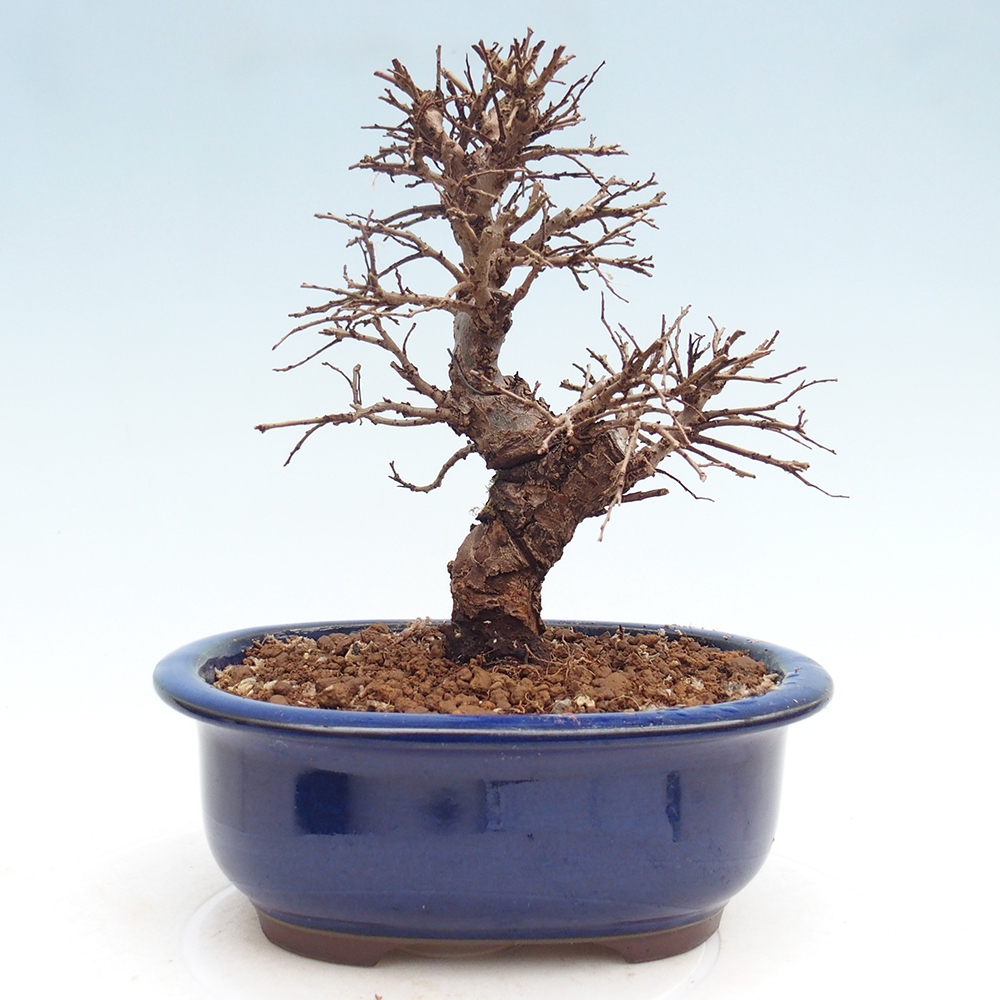 Bonsaï d'extérieur - Zelkova - Zelkova NIRE