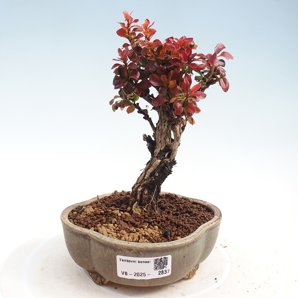 Bonsaï d'extérieur - Berberis Thunbergii Bagatelle