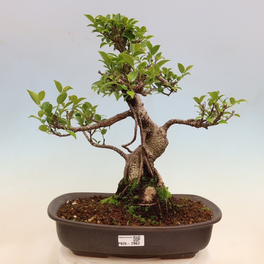 Salle bonsaï - Ficus kimmen - ficus à petites feuilles