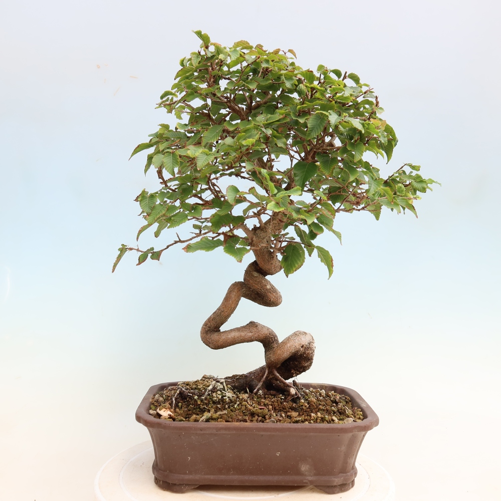 Bonsaï d'extérieur -Carpinus CARPINOIDES - Charme de Corée