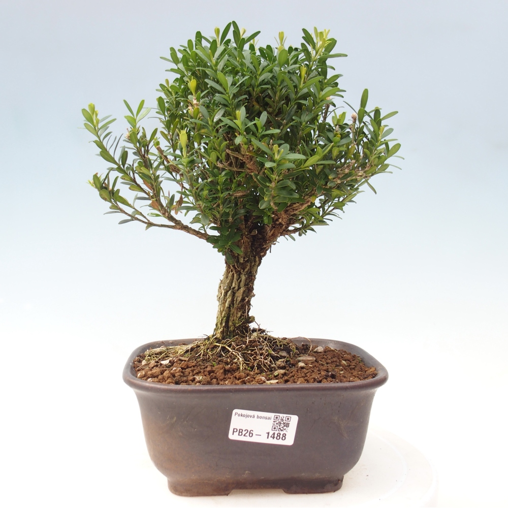 Bonsaï de chambre - Buxus harlandii - buxus liège