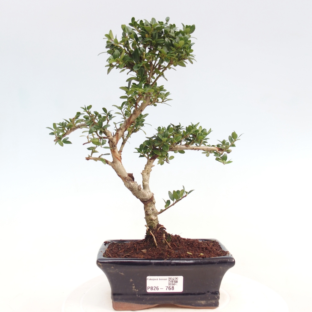 Bonsaï de chambre - Ilex crenata - Houx