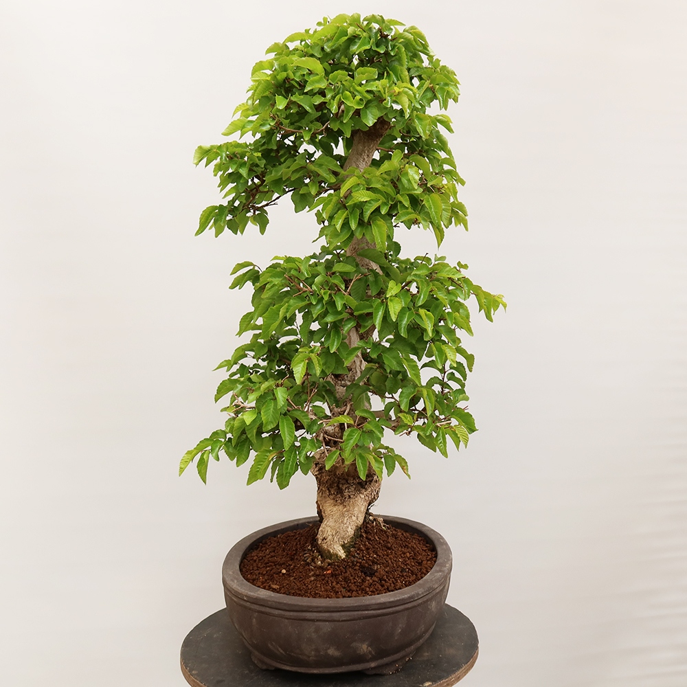 Bonsaï d'extérieur -Carpinus Coreana - Charme de Corée