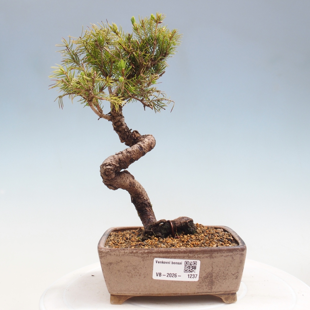 Bonsaï d'extérieur - Épicéa - Picea glauca globe